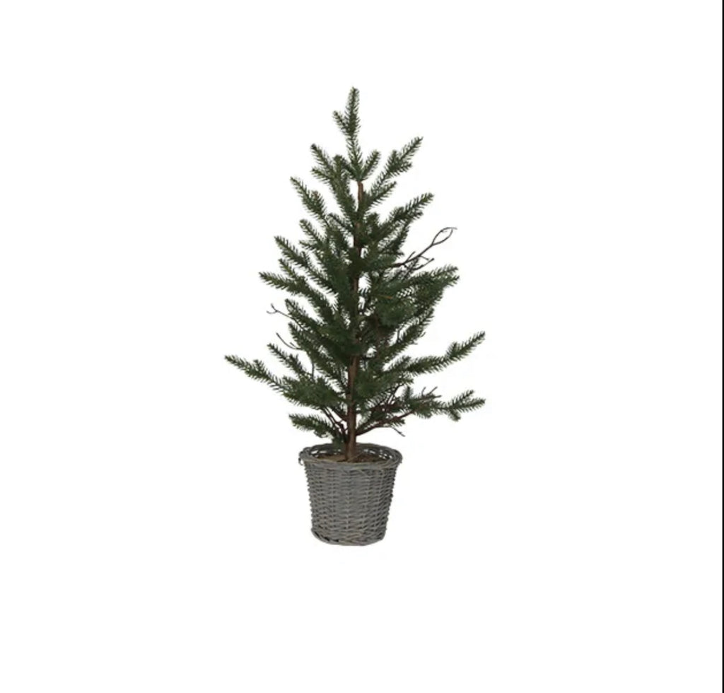 Forest Pine Tree in Rattan Basket - Small 70cm - FrenchWillow