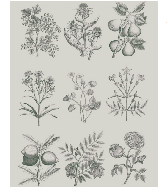 RHS Decoupage Paper - Botanical Drawings - FrenchWillow